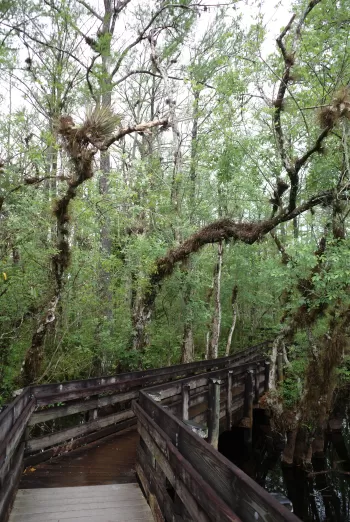 Wooden boardwalk winding through a lush, green swamp forest.