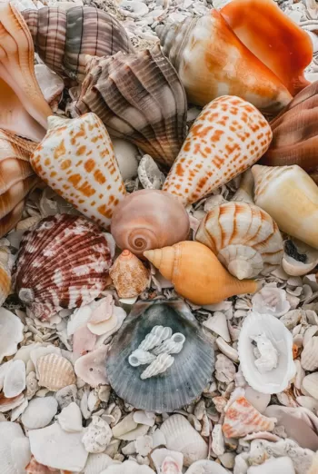 Seashell treasures