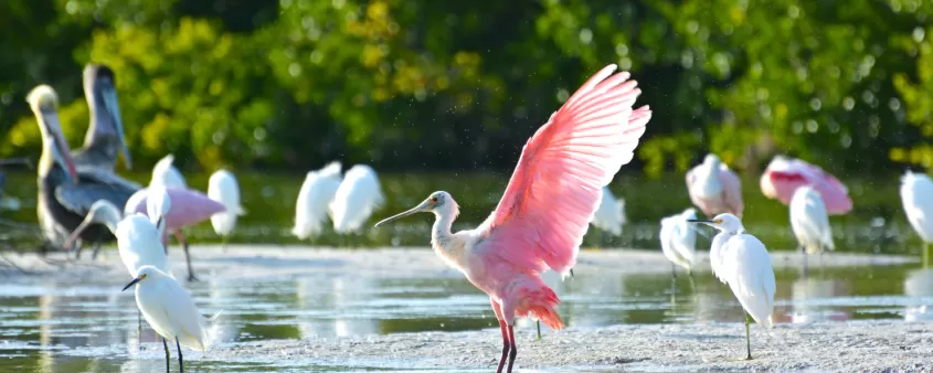 Bird-watching at Ding Darling is a must