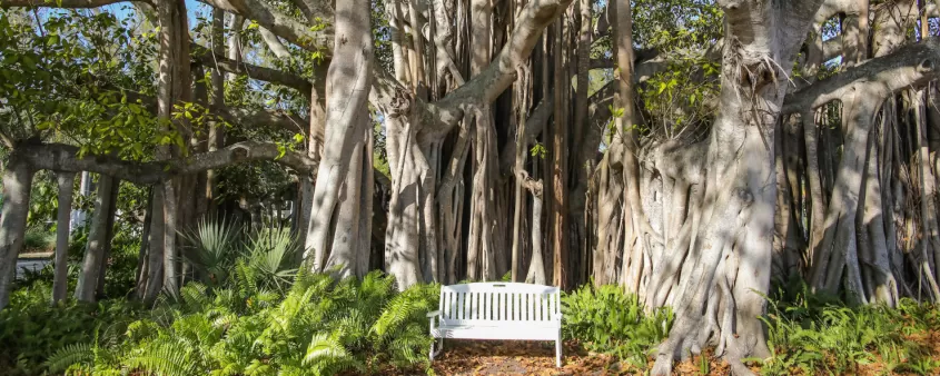 Edison & Ford Winter Estate gardens are a beautiful place to relax and read a book